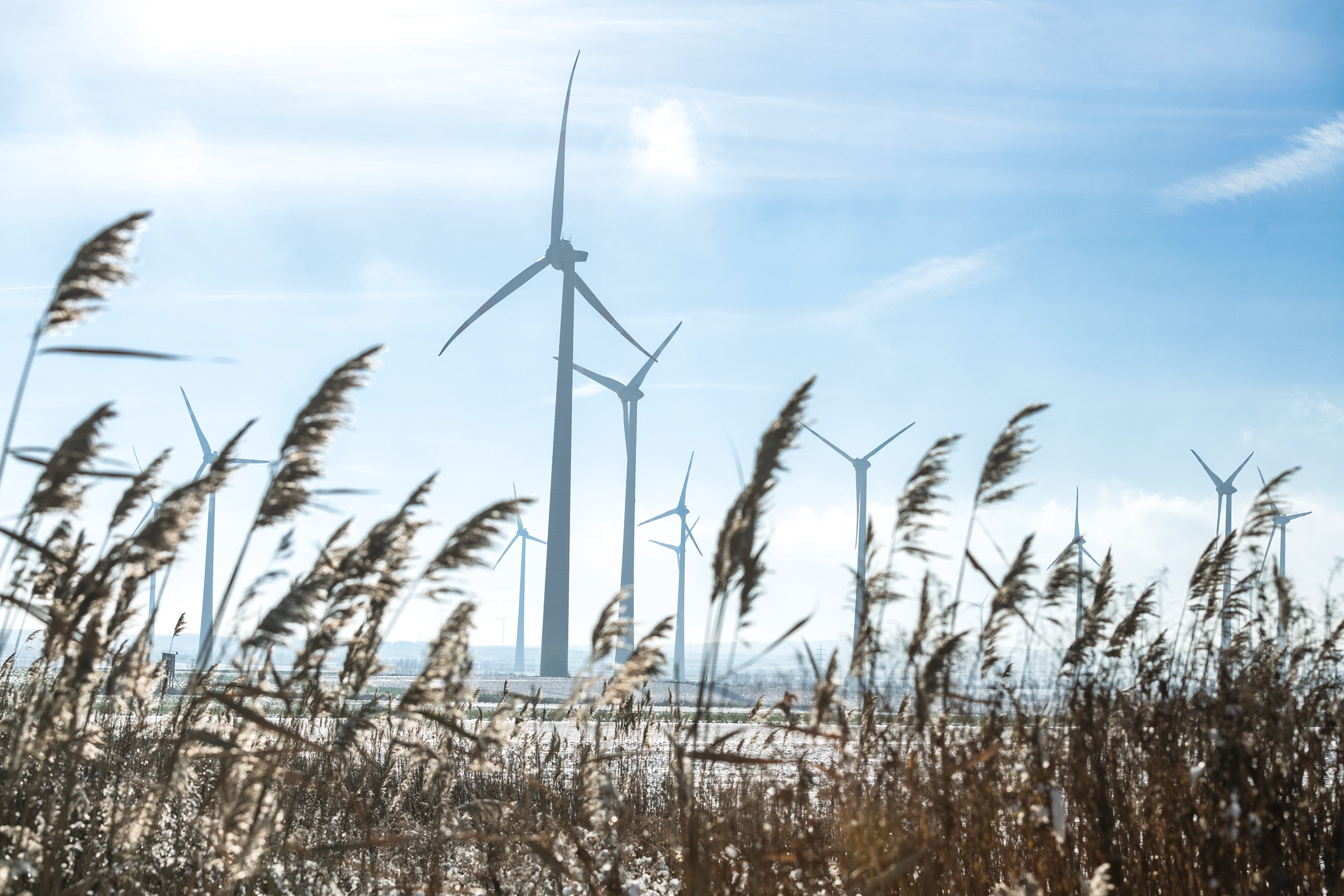 A small wind turbine park is slightly bluish in the background. The ground is covered in a delicate blanket of snow. There are reeds in the foreground.